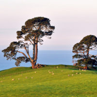 Living like a local: why you ought to try our Tauranga day tours